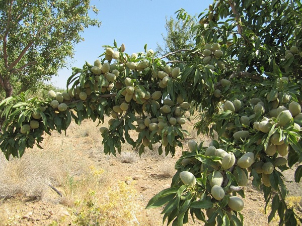 نهال بادام تونو