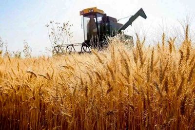 مطالبات گندم‌کاران در مسیر تسویه