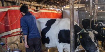 وجود سم «آفلاتوکسین» در شیر تولیدی برخی دامداریهای مازندران!